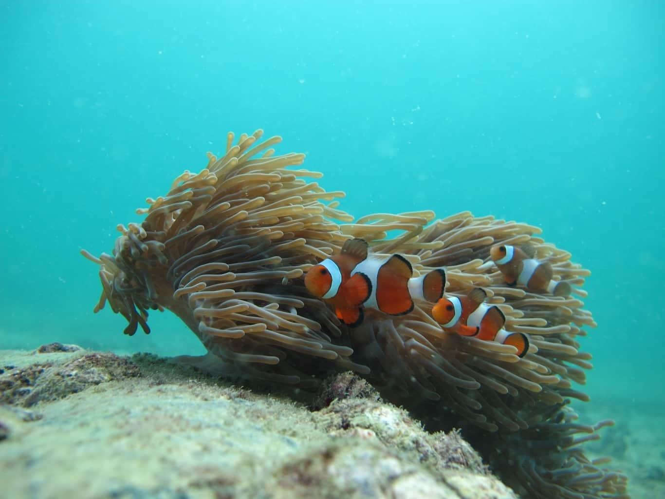 Séjour en couple à Ao Nang Les îles de Krabi Koh Phi Phi Nemo snorkeling