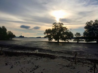 Amon Tour Klong Muang Thailande trees