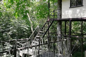 Back to the trees 1 Back to the trees 1