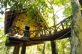 KS tree house 3 KS tree house 3
